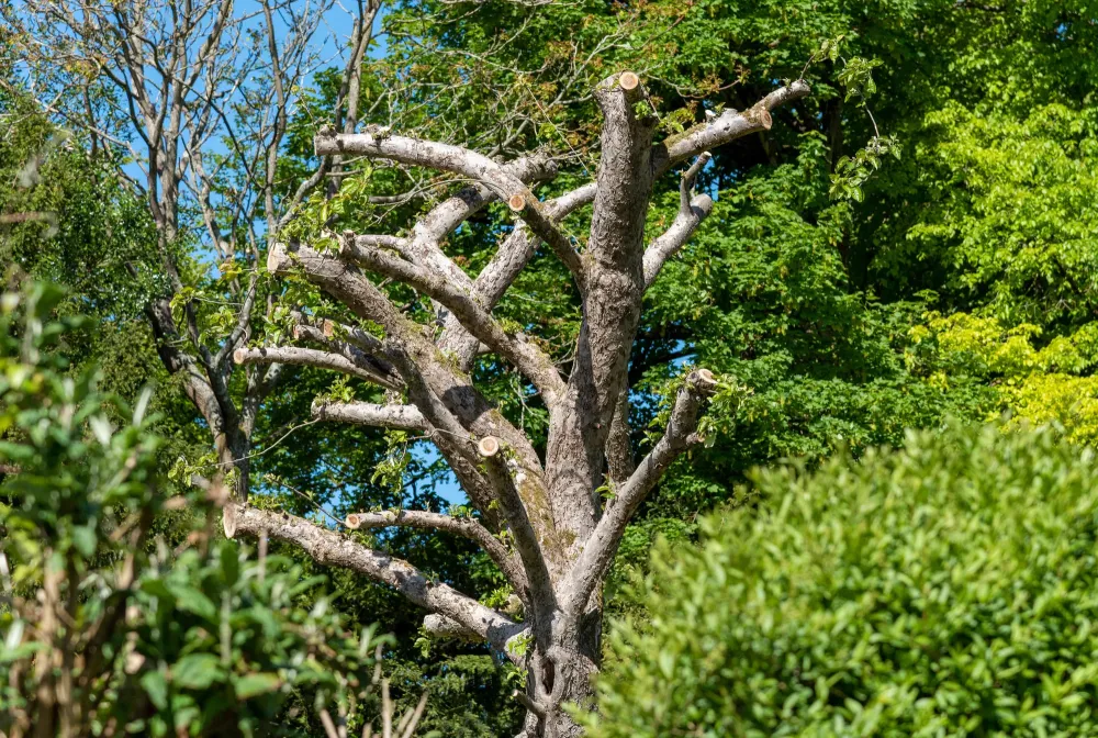 Élagage arbre