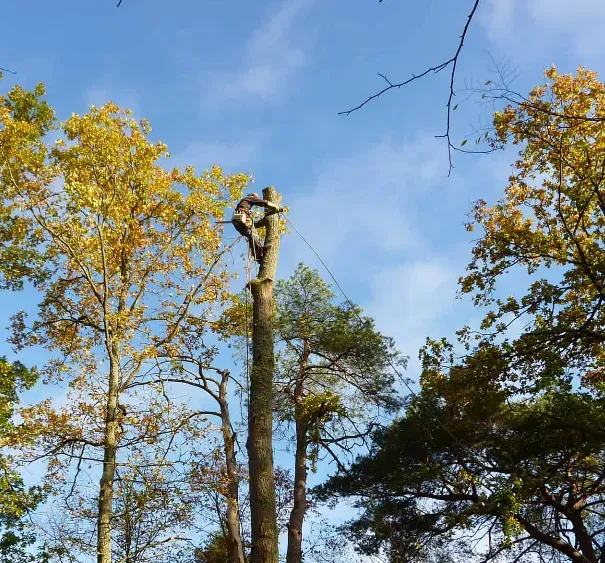 Élagage - Abattage (1)webp