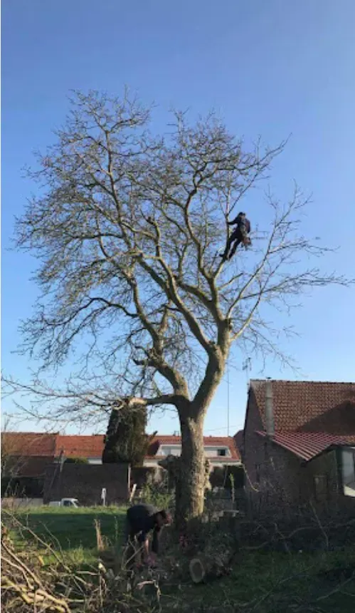 Élagage - Abattage (2)webp