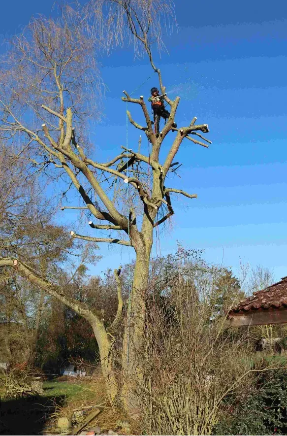 Élagage - Abattage (3)webp